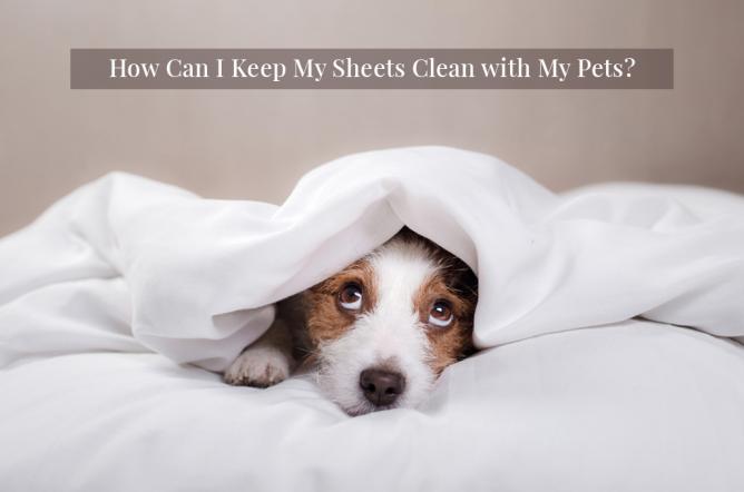 How Can I Keep My Sheets Clean with My Pets